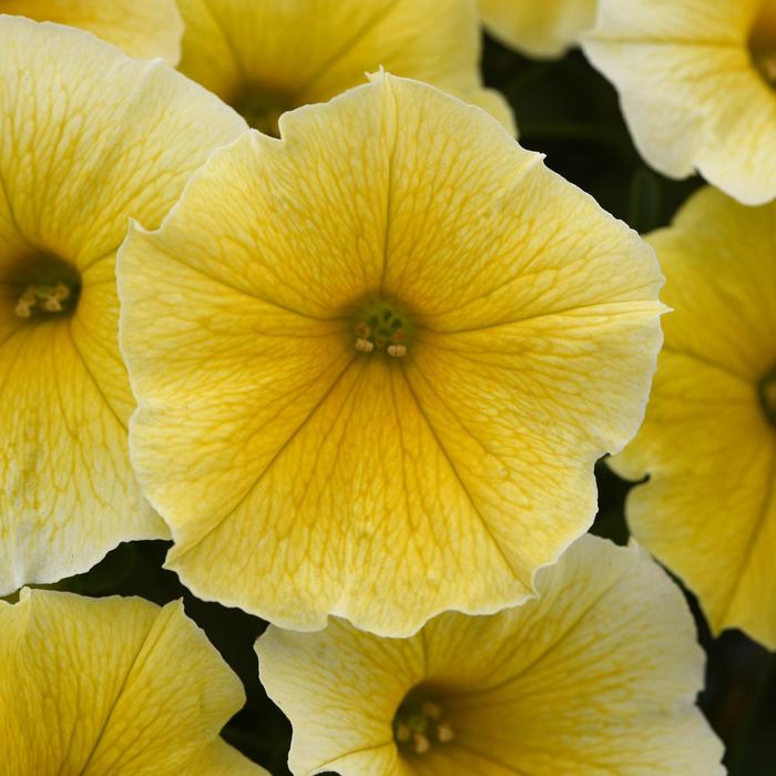 Bee's Knees - Petunia - Premium from Bloomfield Garden Center