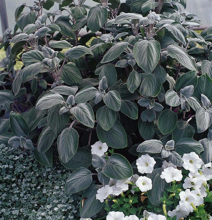 Silver Shield - Plectranthus argentatus from Bloomfield Garden Center Silver Shield - Plectranthus argentatus from Bloomfield Garden Center