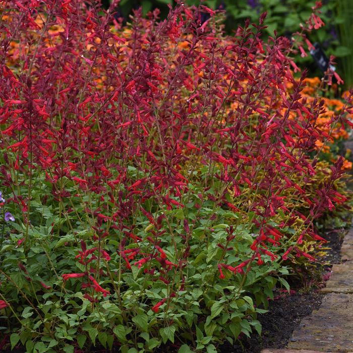 Roman Red - Salvia splendens from Bloomfield Garden Center