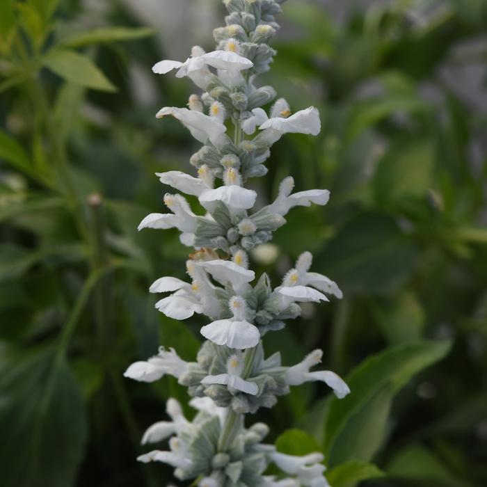 White Flame - Salvia farinacea from Bloomfield Garden Center