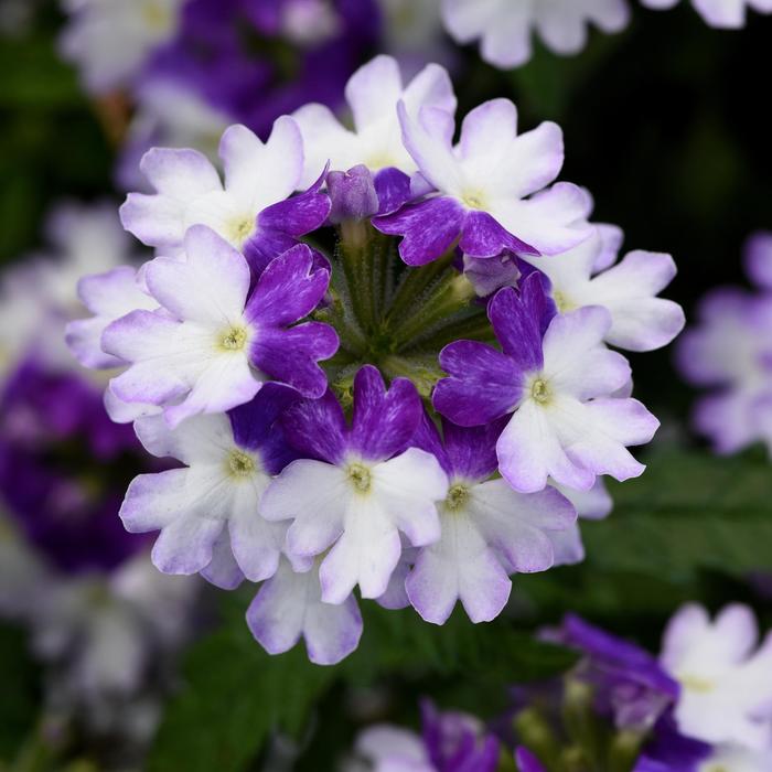 Firehouse™ 'Blue Fizz' - Verbena peruviana from Bloomfield Garden Center