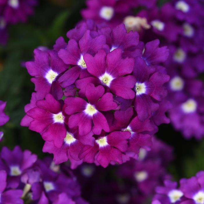 Firehouse™ 'Violet Wink' - Verbena peruviana from Bloomfield Garden Center Firehouse™ 'Violet Wink' - Verbena peruviana from Bloomfield Garden Center