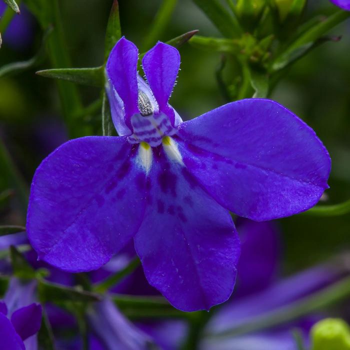 Techno® Cobalt Blue - Lobelia erinus from Bloomfield Garden Center Techno® Cobalt Blue - Lobelia erinus from Bloomfield Garden Center
