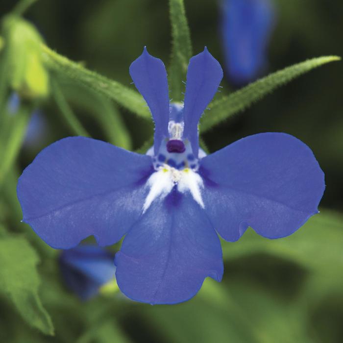 Techno® Dark Blue - Lobelia erinus from Bloomfield Garden Center