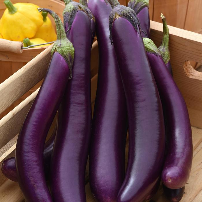 Asian Delite - Eggplant from Bloomfield Garden Center