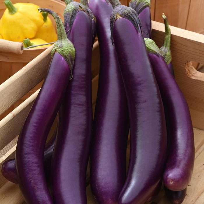 Asian Delite - Eggplant from Bloomfield Garden Center Asian Delite - Eggplant from Bloomfield Garden Center
