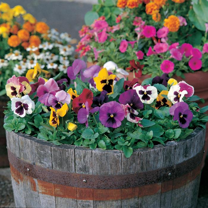 Majestic Giants II Blotch Mix - Pansy from Bloomfield Garden Center