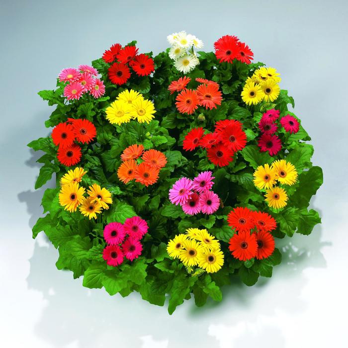 'Royal™ Premium Mix' Gerbera Daisy - Gerbera Jamesonii from Bloomfield Garden Center 'Royal™ Premium Mix' Gerbera Daisy - Gerbera Jamesonii from Bloomfield Garden Center