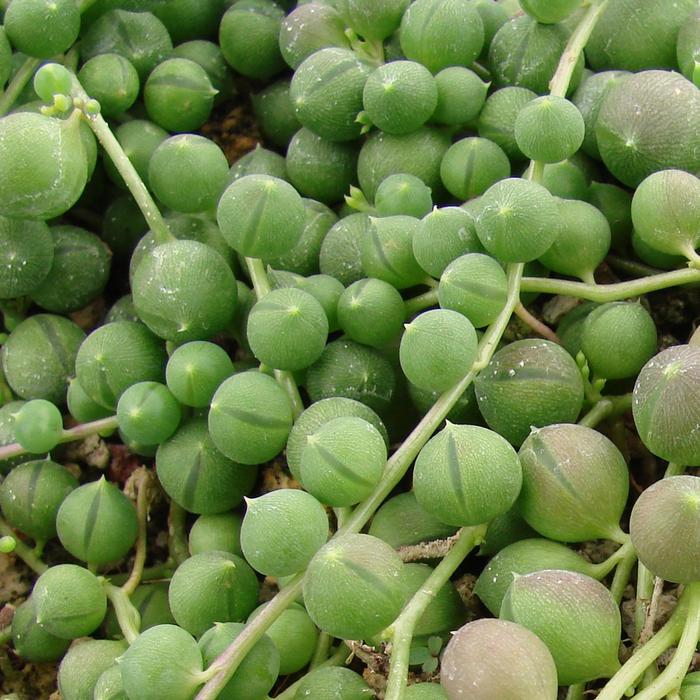 String of Pearls - Senecio rowleyanus from Bloomfield Garden Center