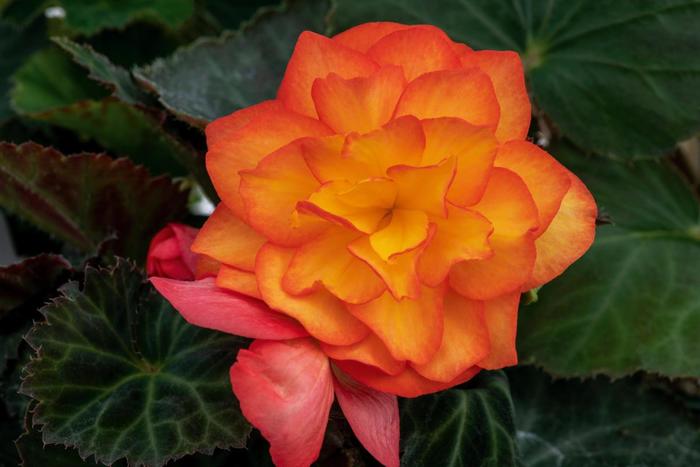 Nonstop® Fire - Begonia x tuberhybrida from Bloomfield Garden Center