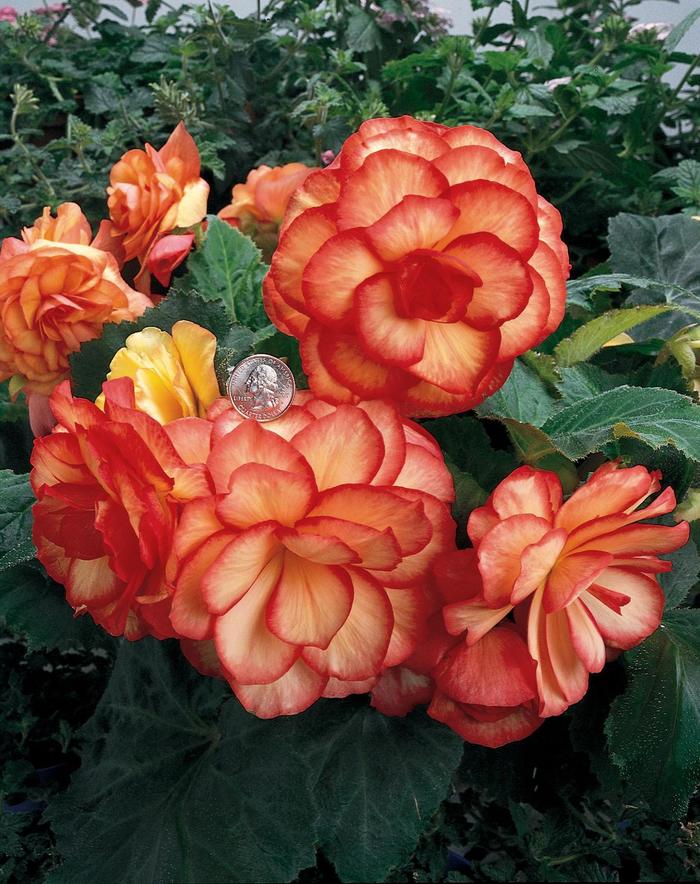 Nonstop® Sunset - Begonia x tuberhybrida from Bloomfield Garden Center