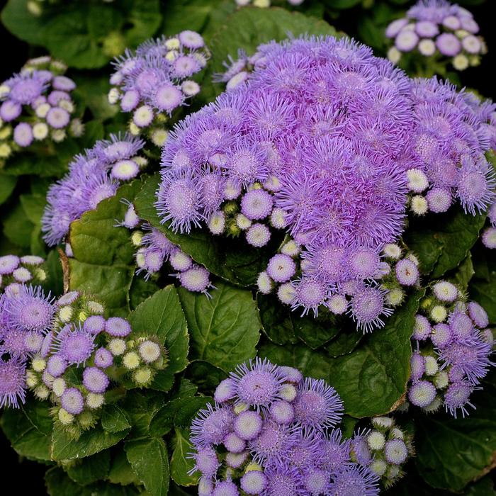 Aloha Blue - Ageratum from Bloomfield Garden Center