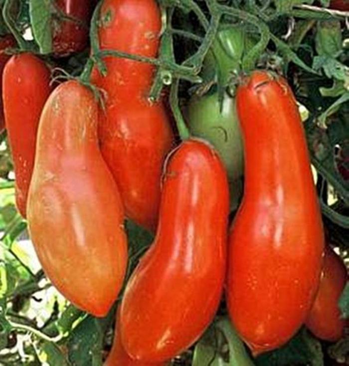 Sausage - Tomato - Heirloom from Bloomfield Garden Center Sausage - Tomato - Heirloom from Bloomfield Garden Center