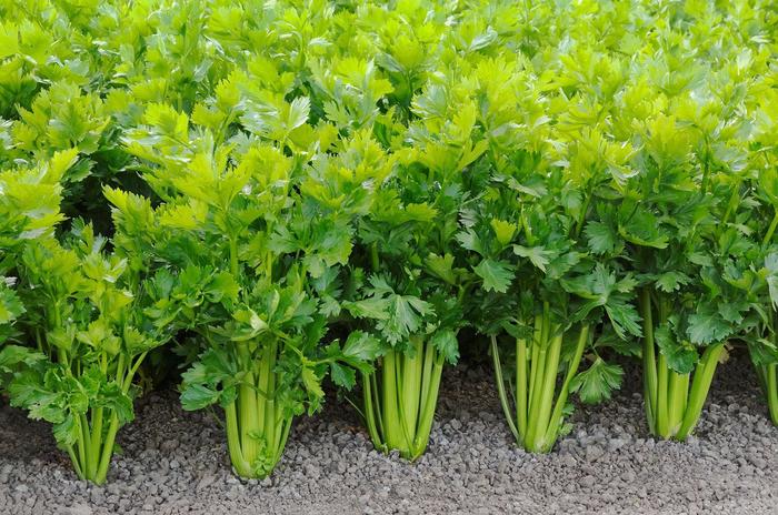 Tango - Celery from Bloomfield Garden Center