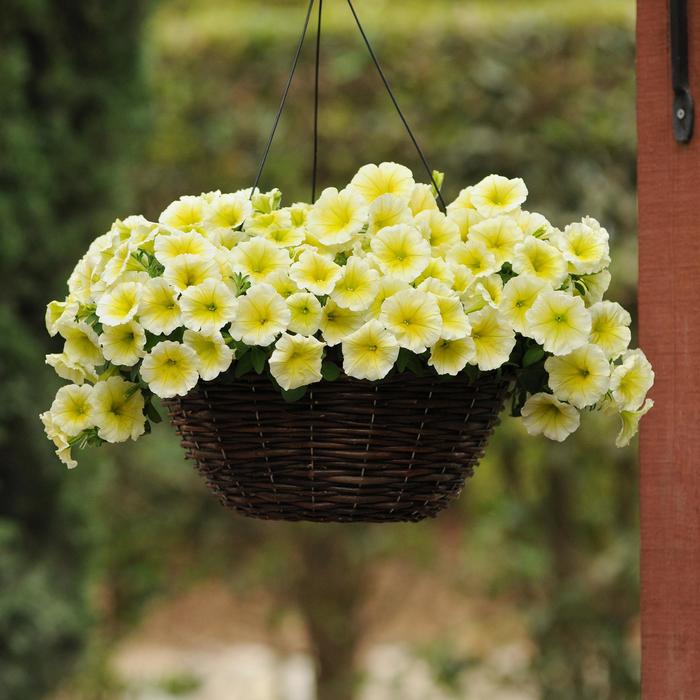 Easy Wave Yellow - Petunia - Easy Wave from Bloomfield Garden Center