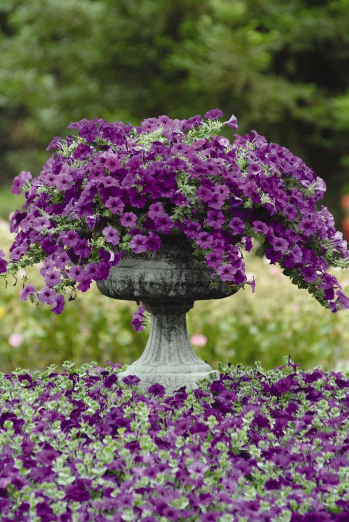 Easy Wave Blue - Petunia - Easy Wave from Bloomfield Garden Center