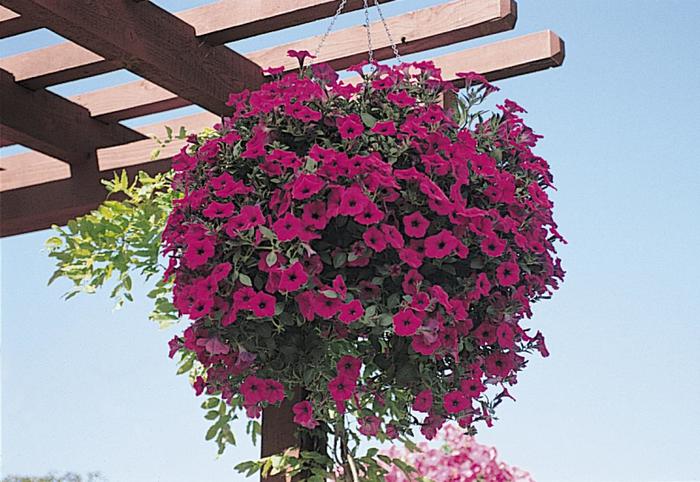 Wave Purple - Petunia - Wave from Bloomfield Garden Center