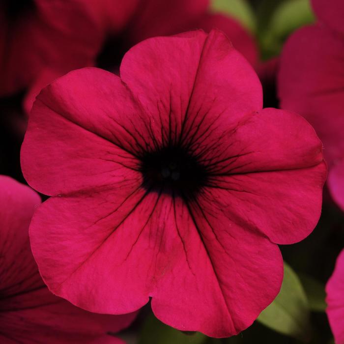 Wave Purple - Petunia - Wave from Bloomfield Garden Center