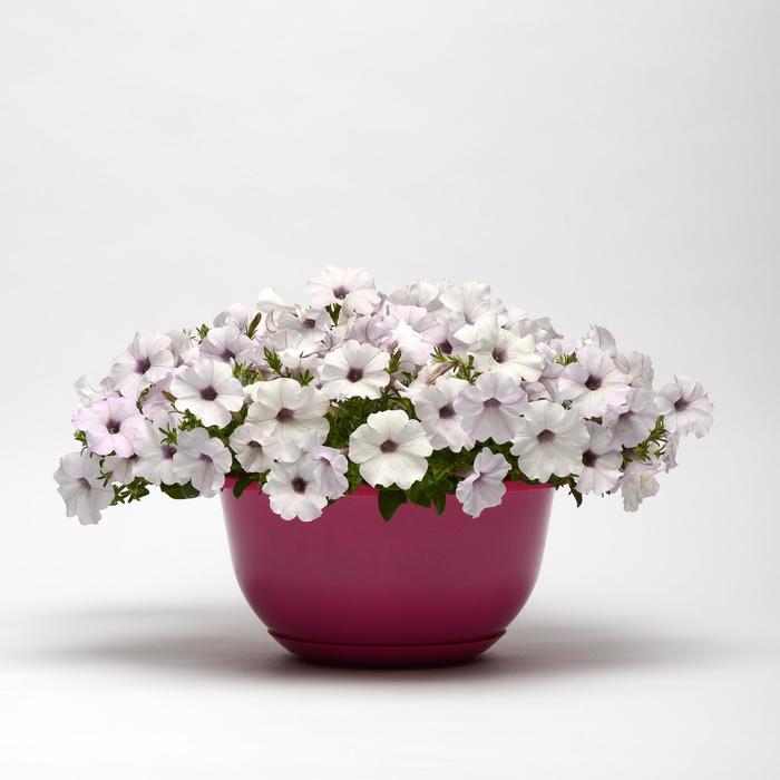 Easy Wave Silver - Petunia - Easy Wave from Bloomfield Garden Center