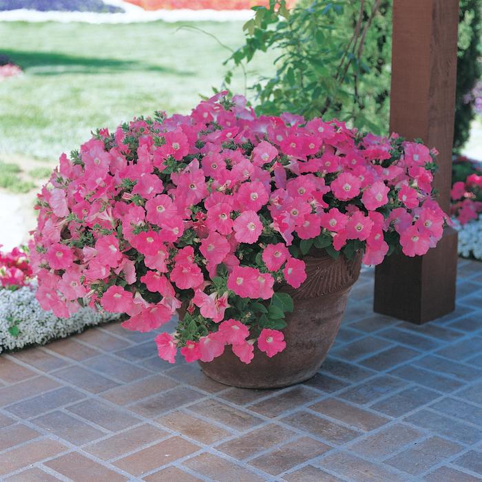 Easy Wave Pink - Petunia - Easy Wave from Bloomfield Garden Center