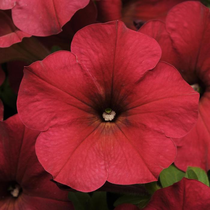 Easy Wave® Berry Velour - Petunia - Easy Wave from Bloomfield Garden Center Easy Wave® Berry Velour - Petunia - Easy Wave from Bloomfield Garden Center