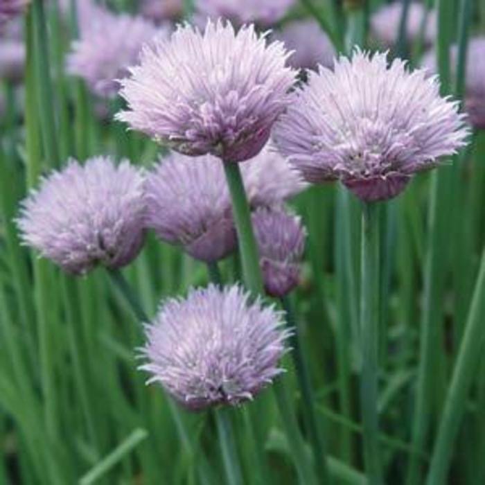 Fine Leaved - Chives from Bloomfield Garden Center Fine Leaved - Chives from Bloomfield Garden Center
