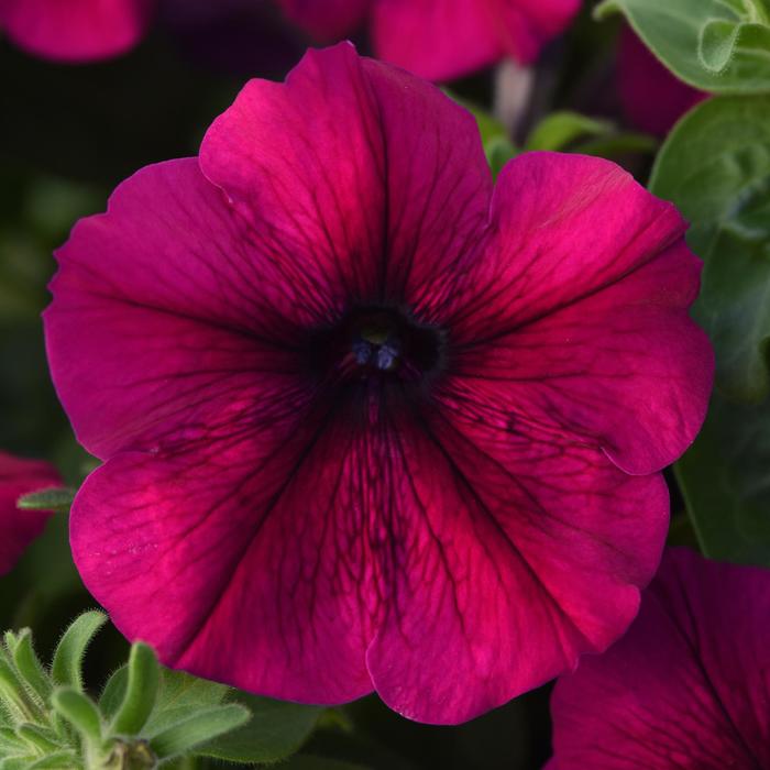 Madness® Burgundy Petunia - Petunia from Bloomfield Garden Center