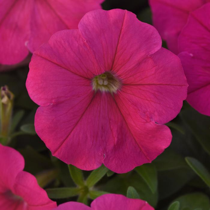 Madness® Deep Rose Petunia - Petunia from Bloomfield Garden Center Madness® Deep Rose Petunia - Petunia from Bloomfield Garden Center