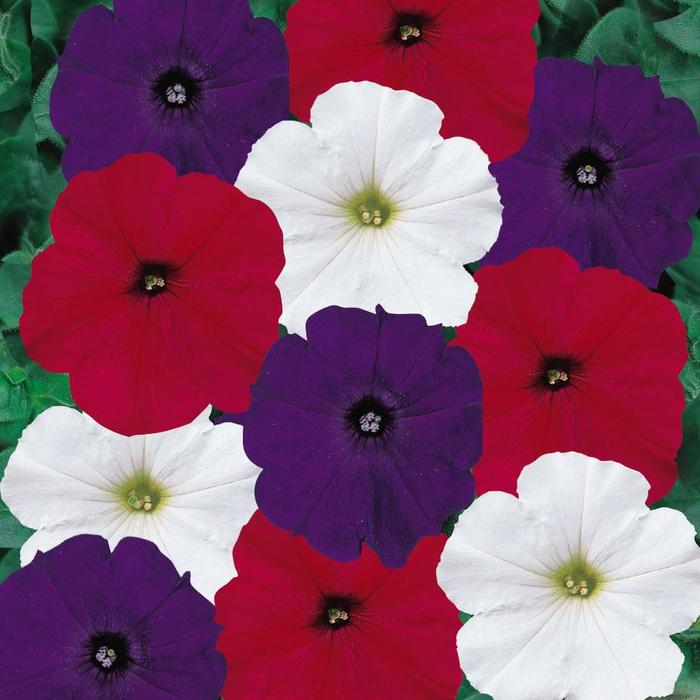 Madness® Old Glory - Petunia from Bloomfield Garden Center