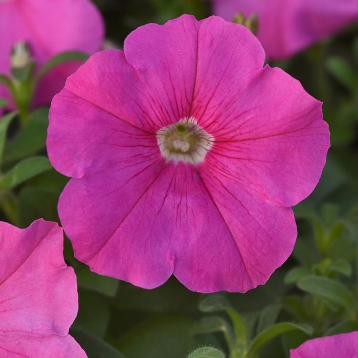 Madness® Pink - Petunia from Bloomfield Garden Center