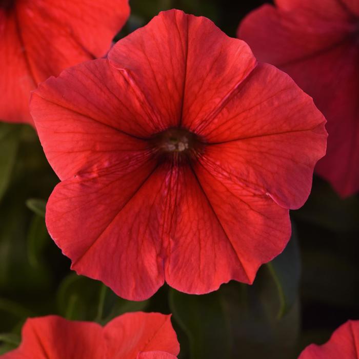 Madness® Red - Petunia from Bloomfield Garden Center