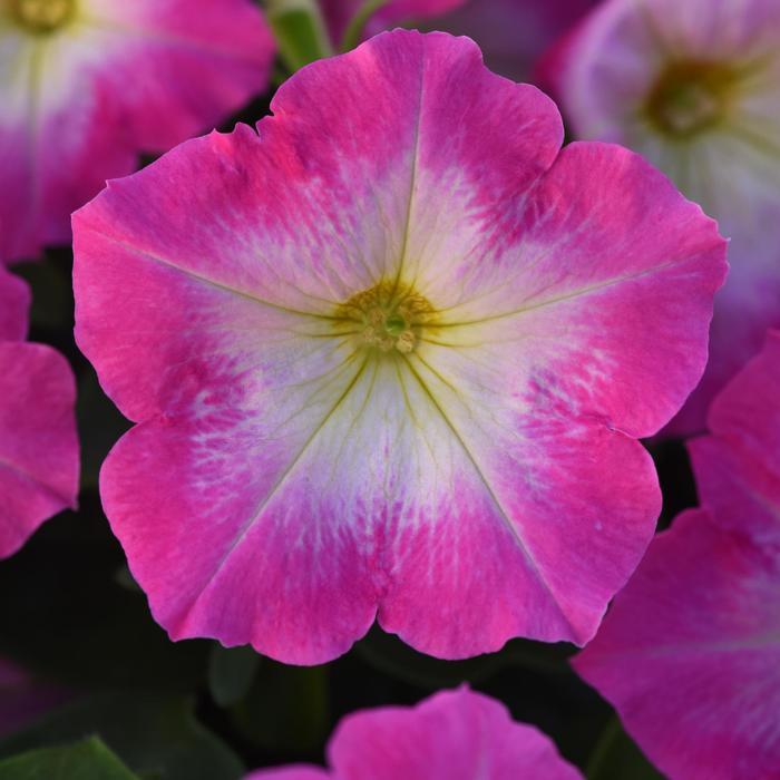 Madness® Rose Morn - Petunia from Bloomfield Garden Center