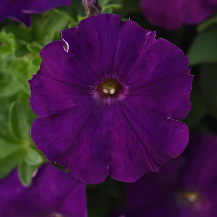 Madness® Royal - Petunia from Bloomfield Garden Center
