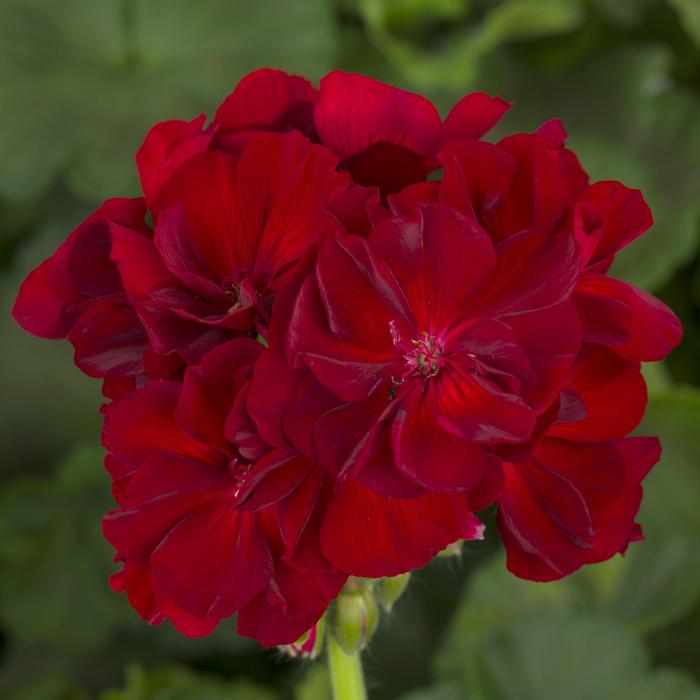 Calliope Large Burgundy - Geranium - Interspecific from Bloomfield Garden Center