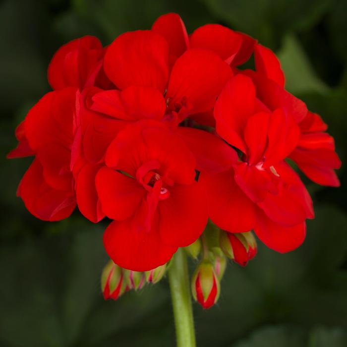 Americana Dark Red - Geranium - Zonal from Bloomfield Garden Center