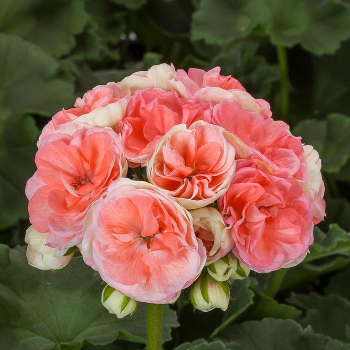 Rosalie Antique Salmon - Geranium - Exotic from Bloomfield Garden Center