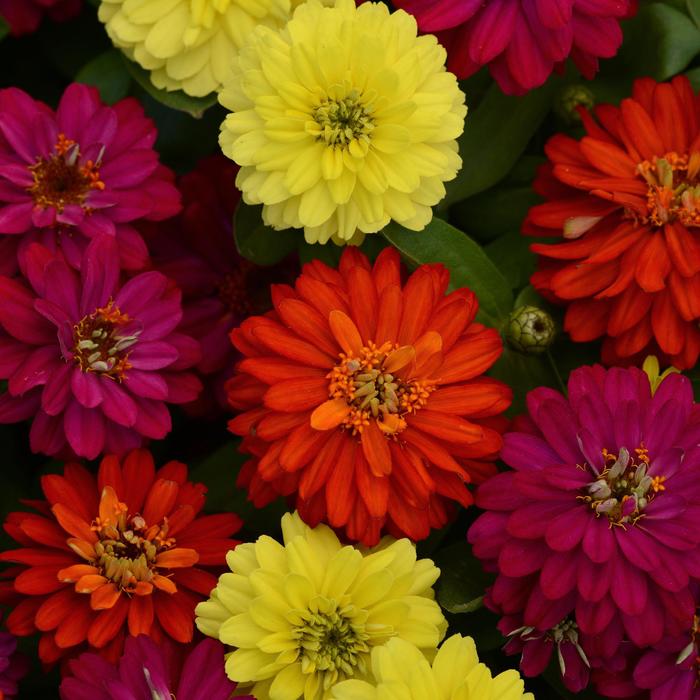 Zahara Double Brilliant Mix - Zinnia from Bloomfield Garden Center Zahara Double Brilliant Mix - Zinnia from Bloomfield Garden Center