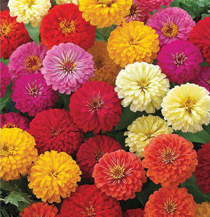 Zinnita Mix - Zinnia from Bloomfield Garden Center