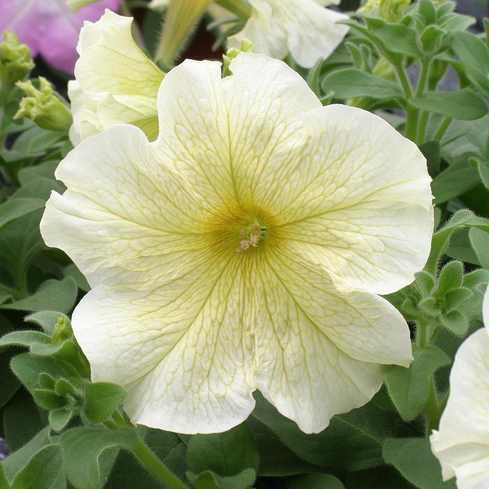 Prism Sunshine - Petunia from Bloomfield Garden Center