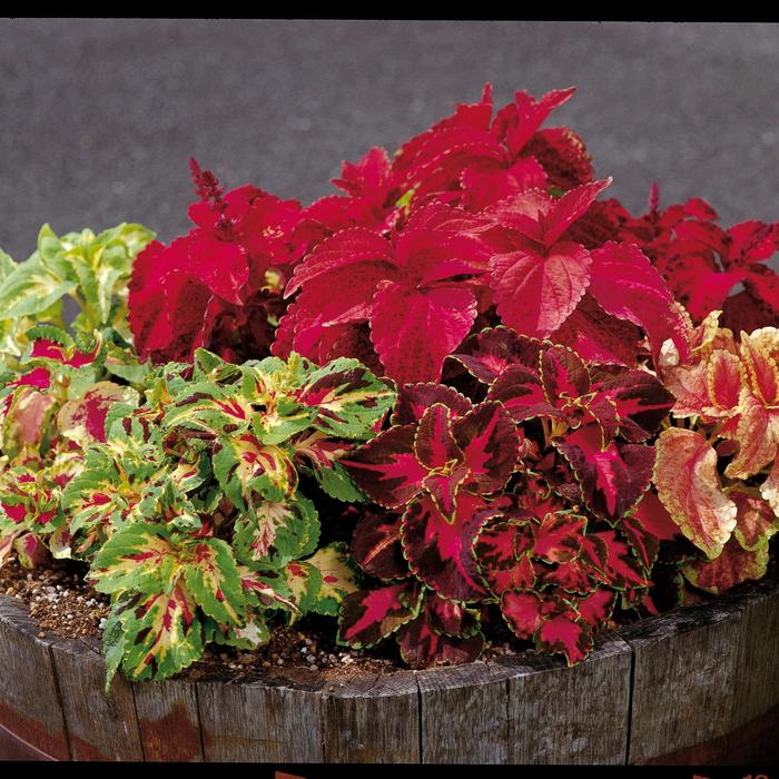 Fairway Mix - Coleus from Bloomfield Garden Center