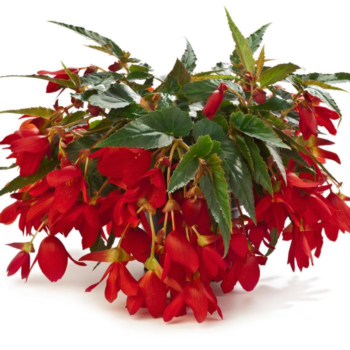Begonia Boliviensis Waterfall Encanto Red Bloomfield Garden Center
