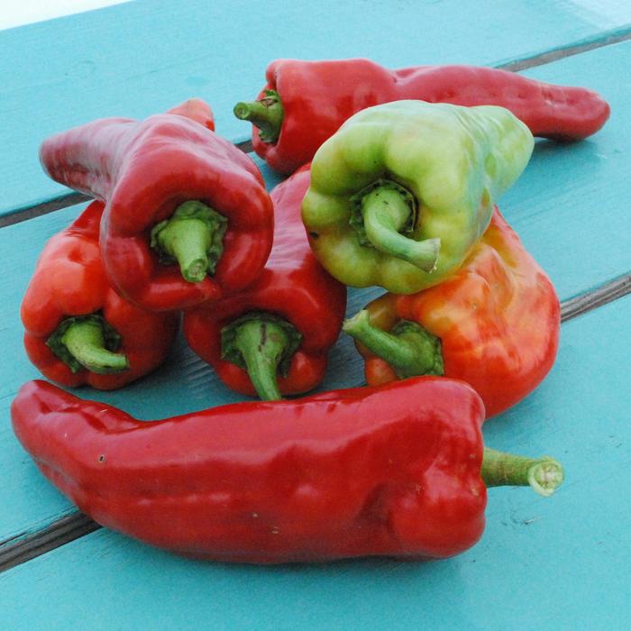 Aconcagua - Pepper - Sweet Non-Bell from Bloomfield Garden Center