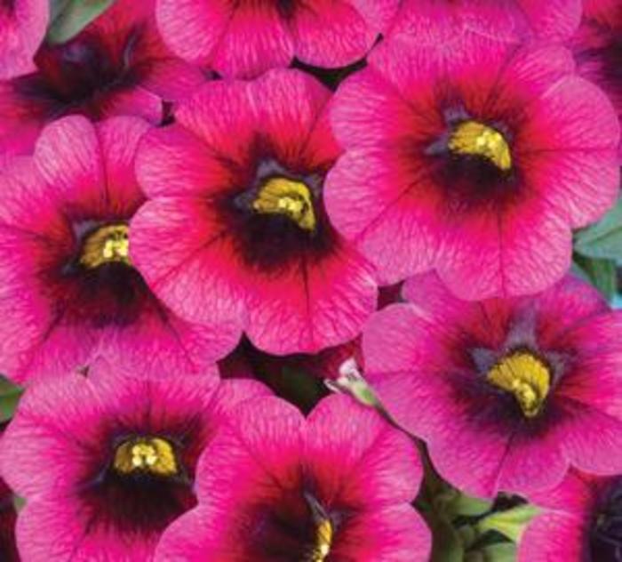 Calitastic Plumberry Pop - Calibrachoa from Bloomfield Garden Center Calitastic Plumberry Pop - Calibrachoa from Bloomfield Garden Center