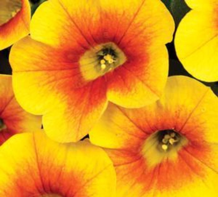 Calitastic Mango - Calibrachoa from Bloomfield Garden Center Calitastic Mango - Calibrachoa from Bloomfield Garden Center