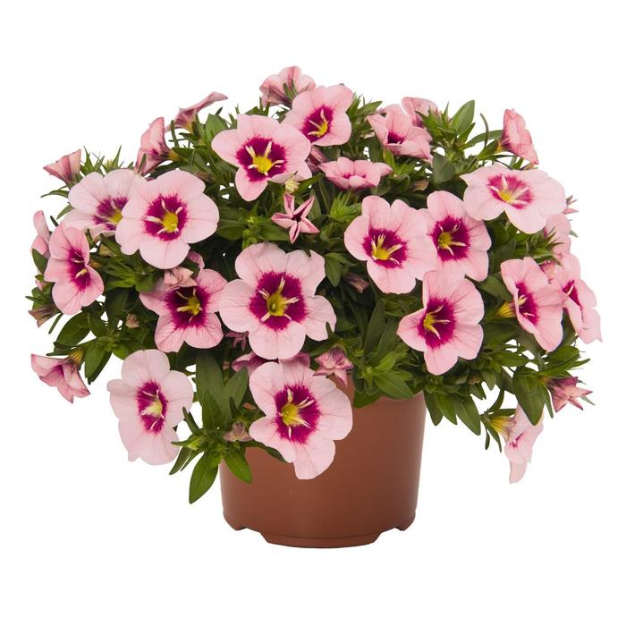 Bloomtastic Rose Quartz - Calibrachoa from Bloomfield Garden Center Bloomtastic Rose Quartz - Calibrachoa from Bloomfield Garden Center