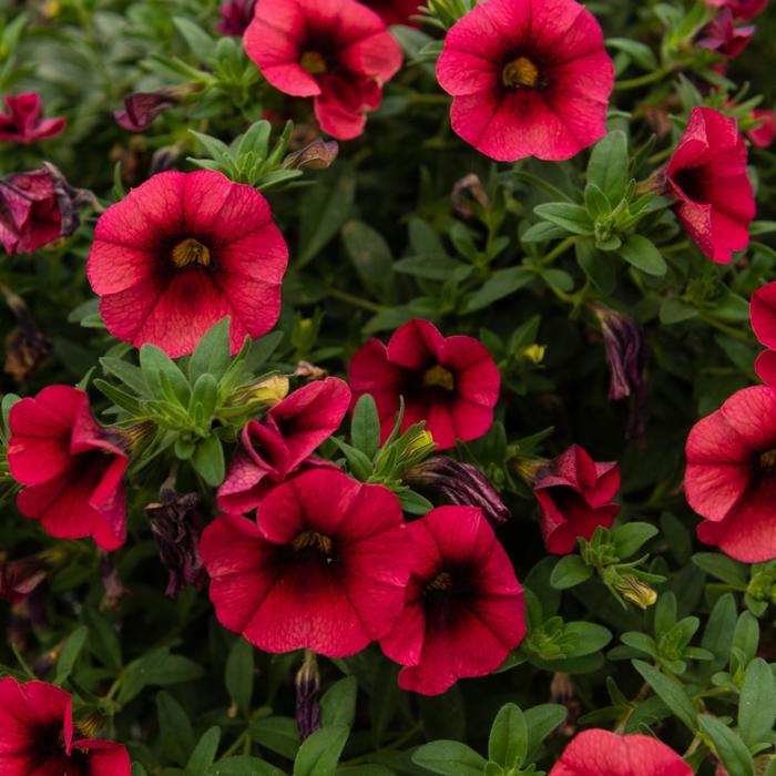 Bloomtastic Chili Pepper - Calibrachoa from Bloomfield Garden Center Bloomtastic Chili Pepper - Calibrachoa from Bloomfield Garden Center