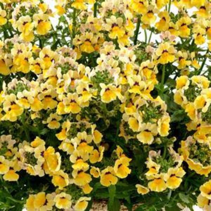 Nemesia Nesia Sunshine Bloomfield Garden Center