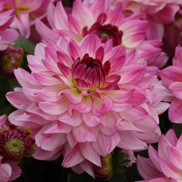 'Sincerity' - Dahlia from Bloomfield Garden Center 'Sincerity' - Dahlia from Bloomfield Garden Center