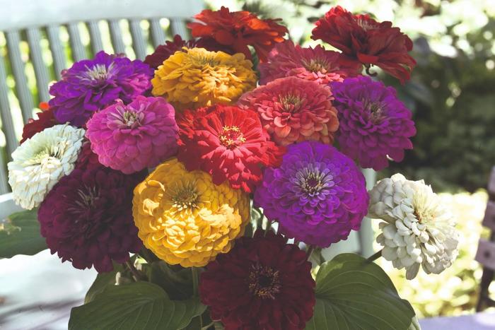 Benary's Giant Mix - Zinnia from Bloomfield Garden Center