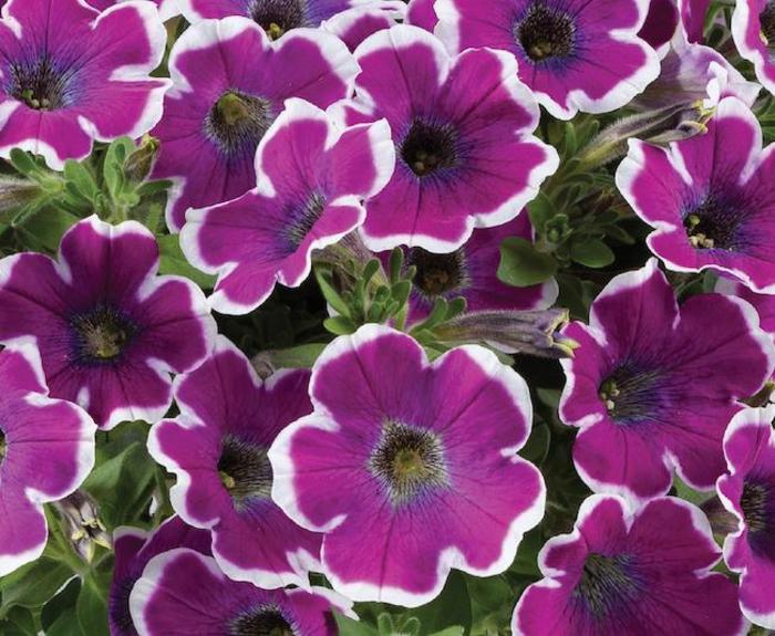 Hippy Chick Violet - Petunia - Premium from Bloomfield Garden Center